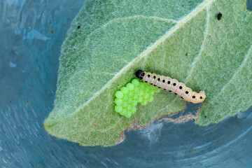 Caterpillar with green eggs on a leaf