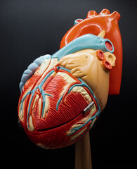 Anterior View Of Human Heart Model (Left Perspective)