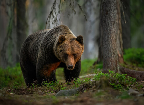 Fototapeta Wild brown bear ( Ursus arctos )