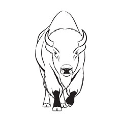 Compelling Bison Unique Traits Detailed - Bison vector - Bison Line art - Bison Drawing - Vector Lineart of Bison - Bison illustration - specific visual inherent characteristics

