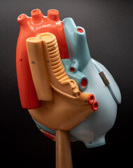 Posterior View Of Human Heart Model