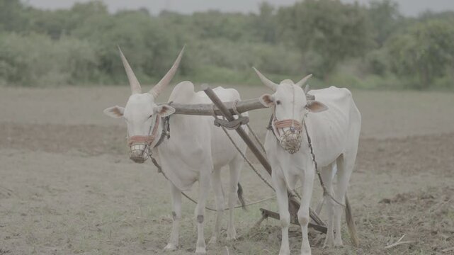 ox in a field High-Quality Footage for Professional Projects | slog3 4k 10 Bit , Unedited Clips