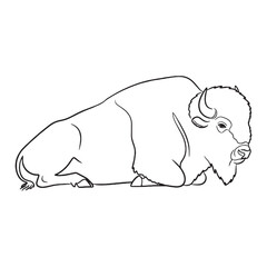 Striking Bison Horned Features Highlighted - Bison vector - Bison Line art - Bison Drawing - Vector Lineart of Bison - Bison illustration - its distinct powerful defining attributes

