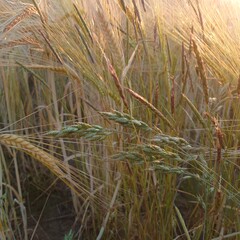 ears of wheat