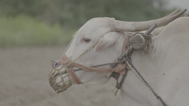 ox in a field High-Quality Footage for Professional Projects | slog3 4k 10 Bit , Unedited Clips