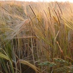 ears of wheat