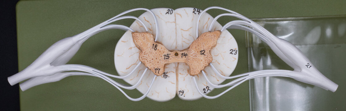 Spinal Cord Model With Spinal Nerves
