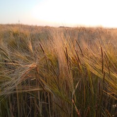 field of wheat