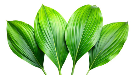 Four vibrant green tropical plant leaves with prominent veins isolated on a transparent background leaf
