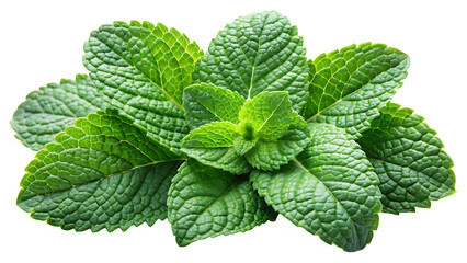 Fresh green mint leaves with textured surfaces and serrated edges isolated on a transparent background