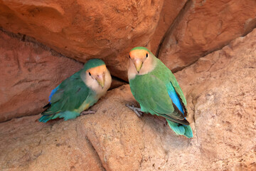 Two Colorful Lovebirds Resting Against a Rock Background. A pair of vibrant lovebirds with green...