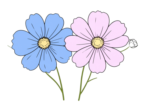 pink and blue cosmos flowers, soft outline illustration, transparent background