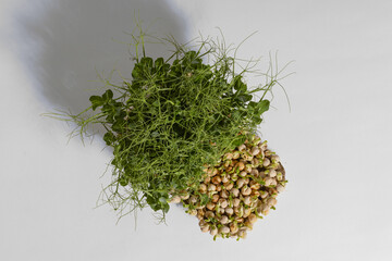 pea microgreens for eating a valuable and healthy product the final stage of growth and ready to be...