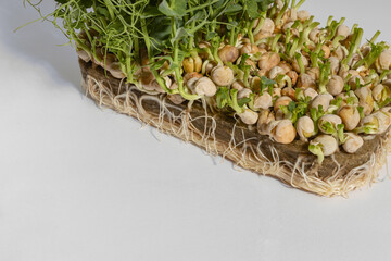 pea microgreens for eating a valuable and healthy product the final stage of growth and ready to be cut on a gray background