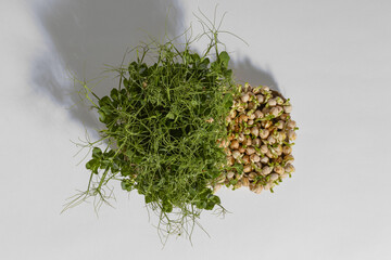pea microgreens for eating a valuable and healthy product the final stage of growth and ready to be cut on a gray background