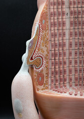 Close-Up Of Neuromuscular Junction Model