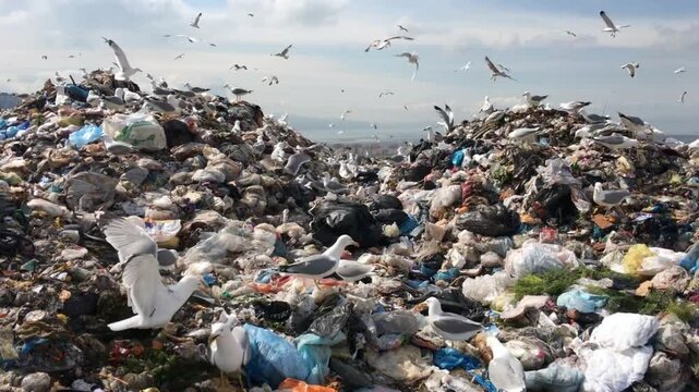 Seagulls scavenge for food atop a mountain of garbage