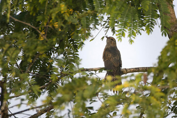 plaintive cuckoo (Cacomantis merulinus), a species of bird belonging to the genus Cacomantis in the cuckoo family Cuculidae, at Karimganj Assam, India