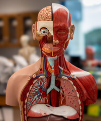 Frontal View Of Human Torso With Organs