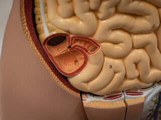 Closeup Of Intestines And Cecum In Human Torso Model