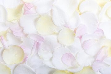 Soft white rose petals background, pastel texture for romantic branding, summer wedding design, natural cosmetics, spa and wellness packaging, delicate flatlay for floral digital invitations
