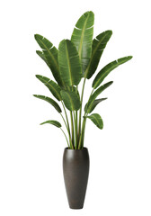 A lush, healthy strelitzia (bird of paradise) houseplant with vibrant green leaves in a tall dark brown ceramic vase against a transparent background with copy space, ultra realistic diffused