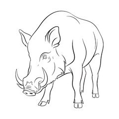 Fototapeta premium Pure Boar Unadulterated Power Depicted - Boar vector - Boar Line art - Boar Drawing - Vector Lineart of Boar - Boar illustration - its raw inherent immense energy