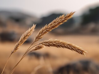 Golden grass swaying gently in the warm breeze under a bright sun, capturing the essence of a heatwave in a serene natural landscape
