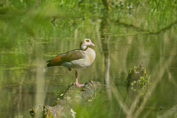Egyptian goose on a tree trunk between green leaves in a pond, Egyptian goose in the sunshine,...