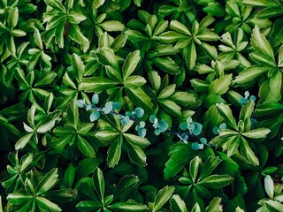 Close-up of lush green groundcover leaves with a delicate blue plant running through.