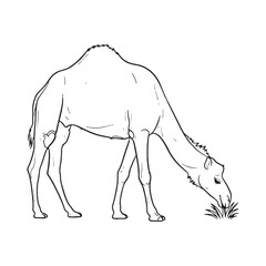 Perceiving Camel Essence - Camel vector - Camel Line art - Camel Drawing - Vector Lineart of Camel - Camel illustration - pure stoicism

