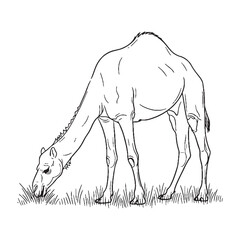 Presenting Camel Spirit - Camel vector - Camel Line art - Camel Drawing - Vector Lineart of Camel - Camel illustration - true soul

