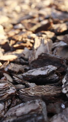 pieces of tree bark