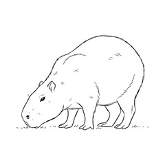Understanding Capybara Nature - Capybara vector - Capybara Line art - Capybara Drawing - Vector Lineart of Capybara - Capybara illustration - its unique being

