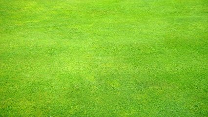 Green grass of a golf course or soccer field as a natural texture background for design. Banner with space for text.