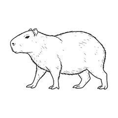 Depicting Capybara Features - Capybara vector - Capybara Line art - Capybara Drawing - Vector Lineart of Capybara - Capybara icon - its distinct facial traits

