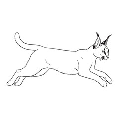 Depicting Caracal Core - Caracal vector - Caracal Line art - Caracal Drawing - Vector Lineart of Caracal - Caracal illustration - showing its true nature


