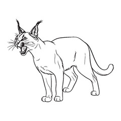 Embodying Feline Spirit - Caracal vector - Caracal Line art - Caracal Drawing - Vector Lineart of Caracal - Caracal icon - truly part of pure wildlife

