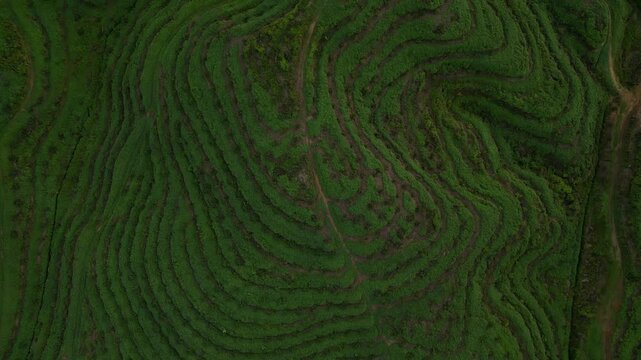 Winding rows of green vegetation and brown paths on a hillside