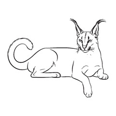 Perceiving Caracal Essence - Caracal vector - Caracal Line art - Caracal Drawing - Vector Lineart of Caracal - Caracal illustration - pure intensity

