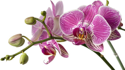 Close up of vibrant pink and white striped orchid flowers and buds isolated on transparent background