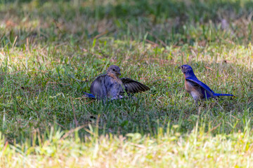The Blue bird (Motacilla sialis) fights between males