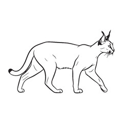 Examining Feline Nature - Caracal vector - Caracal Line art - Caracal Drawing - Vector Lineart of Caracal - Caracal icon - a creature of distinct traits

