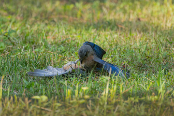 The Blue bird (Motacilla sialis) fights between males