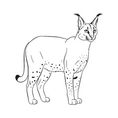 Presenting Caracal Spirit - Caracal vector - Caracal Line art - Caracal Drawing - Vector Lineart of Caracal - Caracal illustration - reflecting its true wild soul

