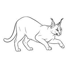 Illustrating Caracal Form - Caracal vector - Caracal Line art - Caracal Drawing - Vector Lineart of Caracal - Caracal icon - inherent robust power

