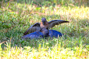 The Blue bird (Motacilla sialis) fights between males
