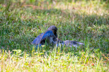 The Blue bird (Motacilla sialis) fights between males