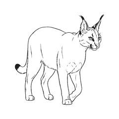 Ascribing Caracal Presence - Caracal vector - Caracal Line art - Caracal Drawing - Vector Lineart of Caracal - Caracal illustration - radiating inherent strength

