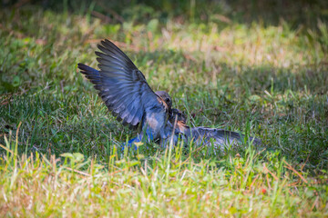 The Blue bird (Motacilla sialis) fights between males